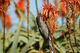 Wattlebird 101